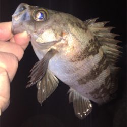 メバル絶好調！