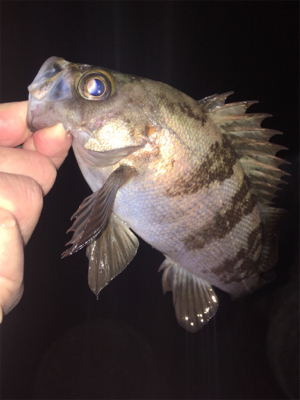 メバル絶好調！