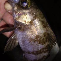 ナイトメバリング