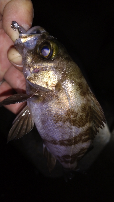 ナイトメバリング