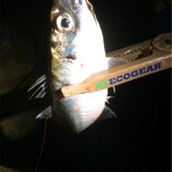 朝まずめ短時間アジング