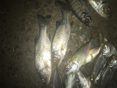 大漁！楽しい1日