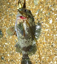 とある雨前のフロートゲーム