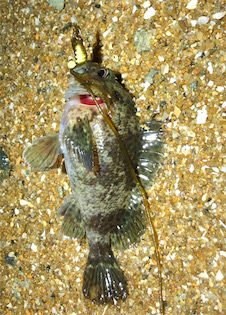 とある雨前のフロートゲーム