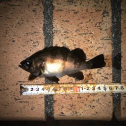 タケノコ、ガシラ、メバル