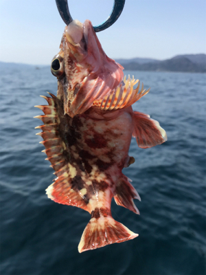 マイボートでタイラバ、ジギング釣行