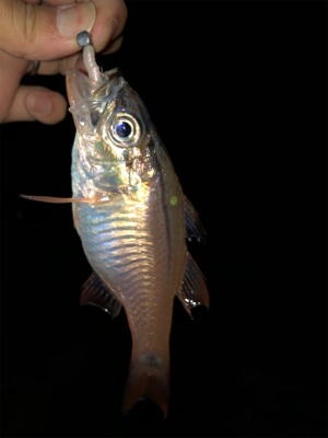 久しぶりの持ち帰り