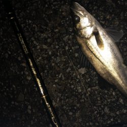 神戸湾奥春シーバス