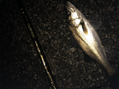 神戸湾奥春シーバス