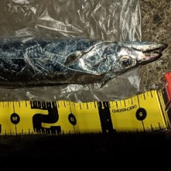 タチウオとシーバス