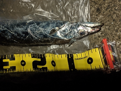 タチウオとシーバス