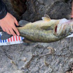 デカバス！春到来！！！