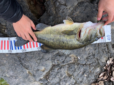 デカバス！春到来！！！