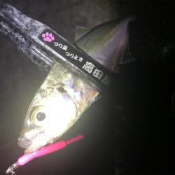 爆風雨アジング