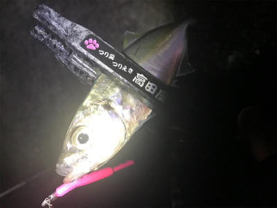 爆風雨アジング