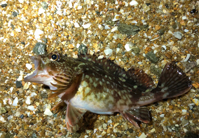 とある毎度のロックフィッシュ