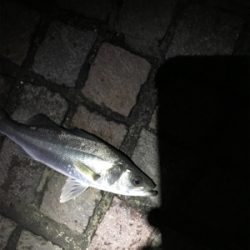 シーバス釣行！とにかく釣れる！