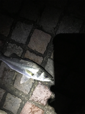 シーバス釣行！とにかく釣れる！