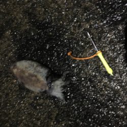 連日のコウイカ 釣り