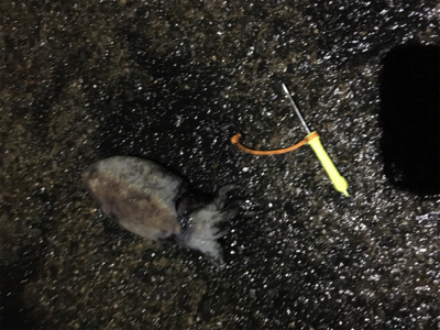 連日のコウイカ 釣り