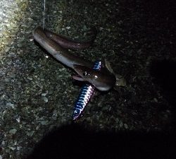 投げ釣りでアナゴ