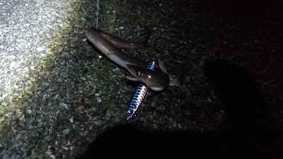 投げ釣りでアナゴ