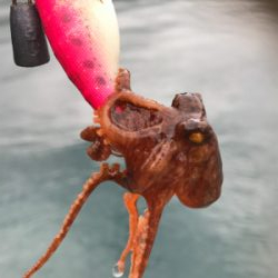 春！コウイカシーズン到来！