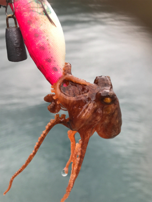 春！コウイカシーズン到来！