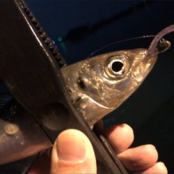 アジ好調のゲストにアオリ♪