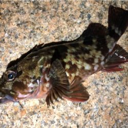 とあるサーフのガシラ遊び