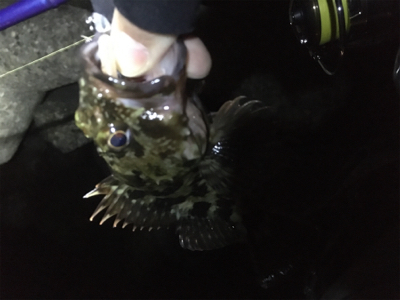 ガシラッシュ笑