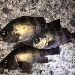 明石周辺メバリング