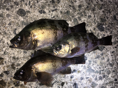 明石周辺メバリング