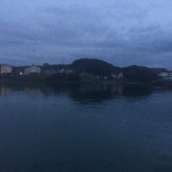 今日もアジいっぱい！