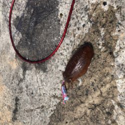 春アオリ情報を聞いてのエギング!