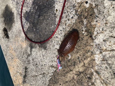 春アオリ情報を聞いてのエギング!