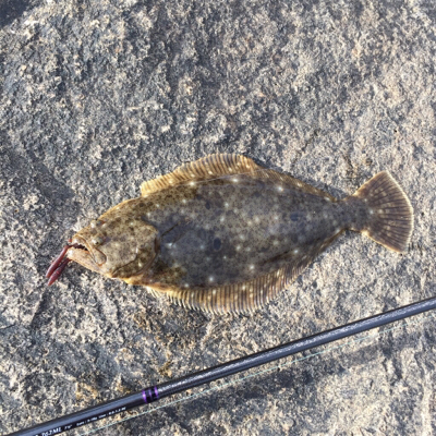 淀川ブリームゲーム