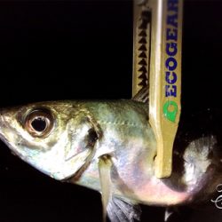 何だかんだライトゲーム楽しいです