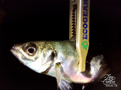 何だかんだライトゲーム楽しいです