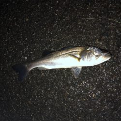 久々のチーバスゲーム