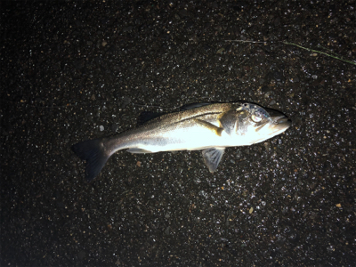 久々のチーバスゲーム