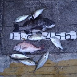 3/7釣果マダイチヌデカアジ尺アジ