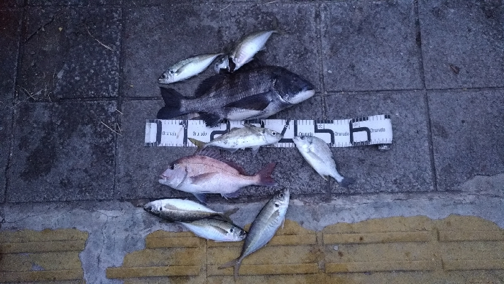 3/7釣果マダイチヌデカアジ尺アジ