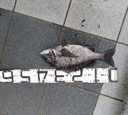 3/14釣果メタボチヌ2枚デカアジタチウオ