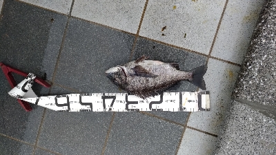 3/14釣果メタボチヌ2枚デカアジタチウオ