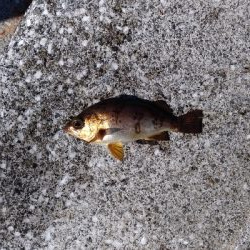 3/20釣果チヌ43,44尺アジカンダイＳサイズ