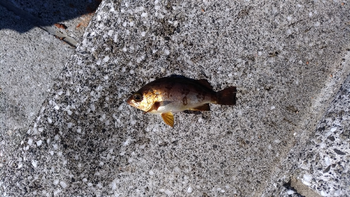 3/20釣果チヌ43,44尺アジカンダイＳサイズ