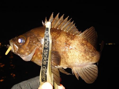 神戸ボートメバリングにて