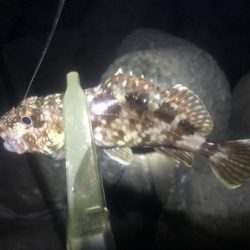 下の方で、なんとか小さいのゲット