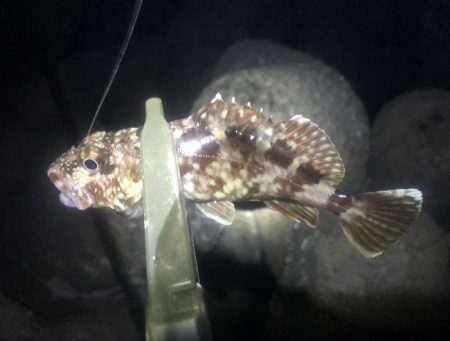 下の方で、なんとか小さいのゲット